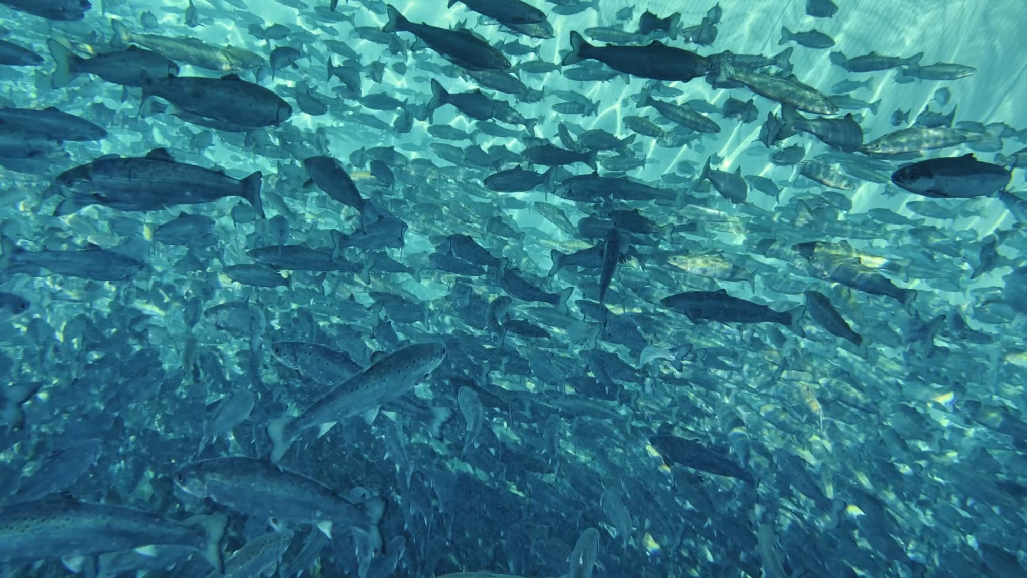 Fiskeldi stærsta búgrein Íslands innan fárra ára?