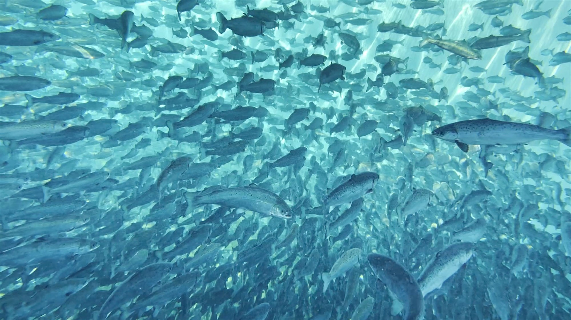 Jarmað, hneggjað, baulað ...