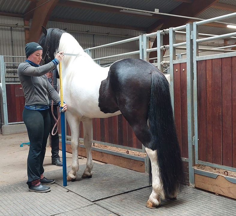 Hrossamælingar – Þjónusta RML