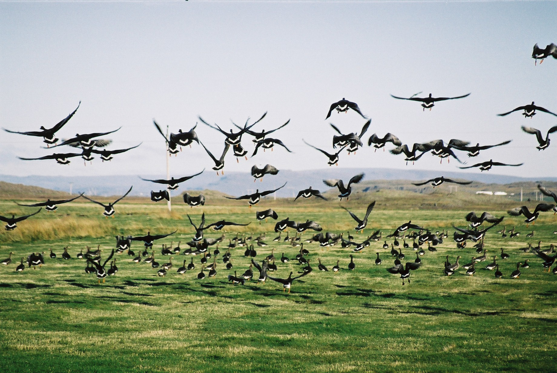 Jarðræktarstyrkir, land­greiðslur og tjónabætur