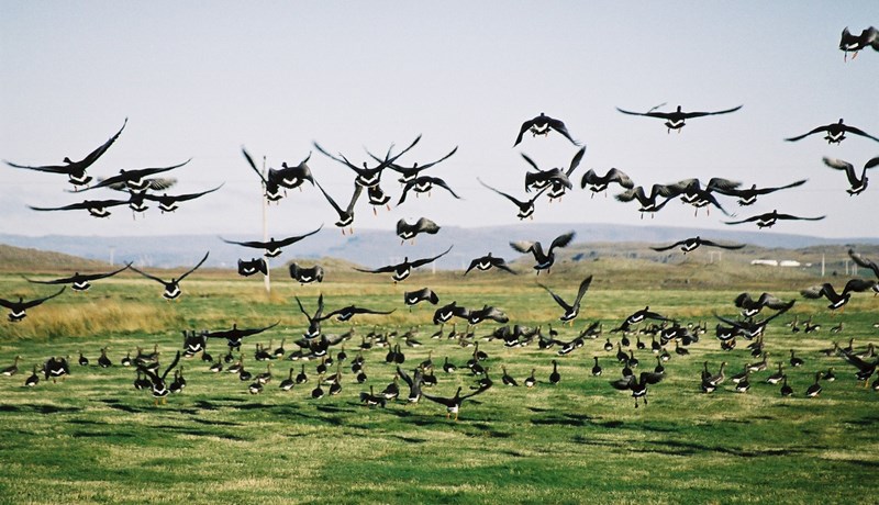 Alvarlegt afbrigði fuglaflensu greindist á vetrarstöðvum íslenskra farfugla