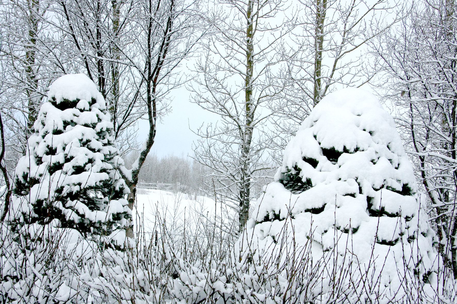 Tré og runnar eru líka falleg á veturna