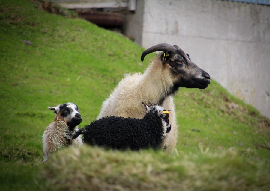 Galadríel 17-275 er ein af ARR-kindunum sem fundist hafa í Vífilsdal.