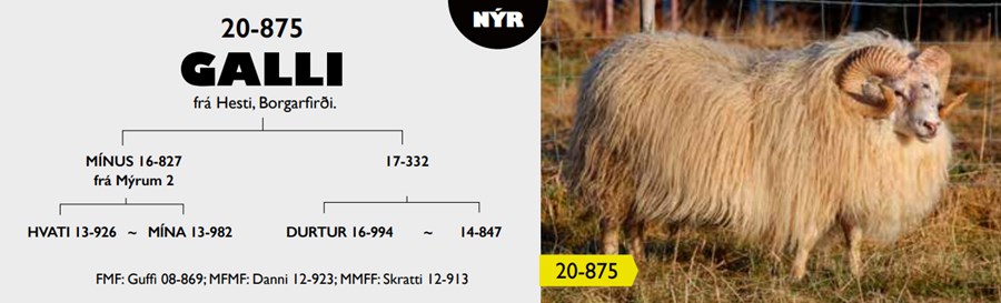 Tíðindin í maí þóttu mjög slæm, enda var þá búist við að um helmingur afkvæma Galla bæru áhættuarfgerð fyrir riðusmiti.