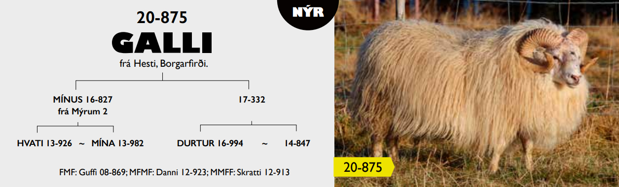 Falsfréttir af Galla frá Hesti og fénu í Botnum