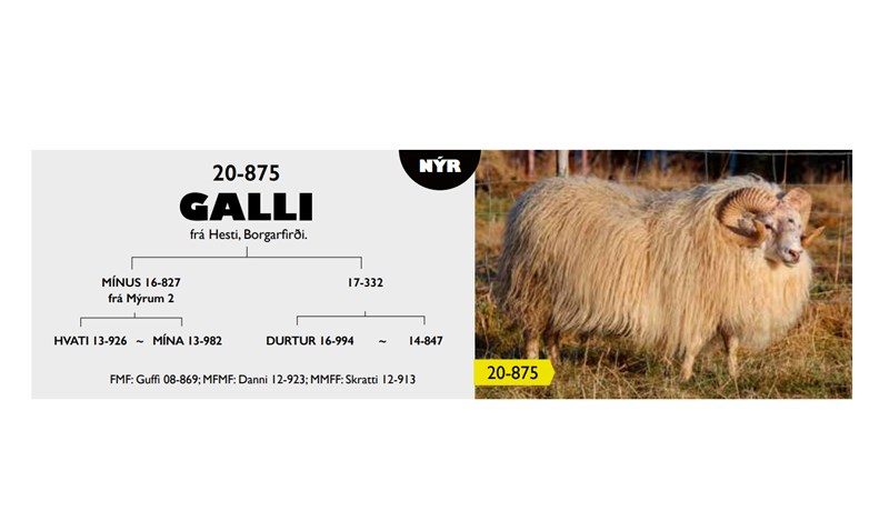 Tveir gallagripir sæðingastöðvanna