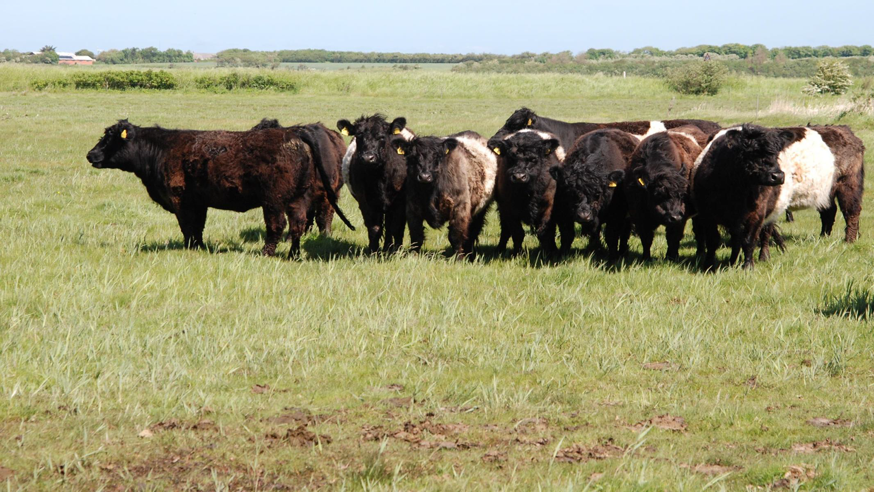 Fagþing nautgriparæktarinnar í Danmörku - fyrsti hluti