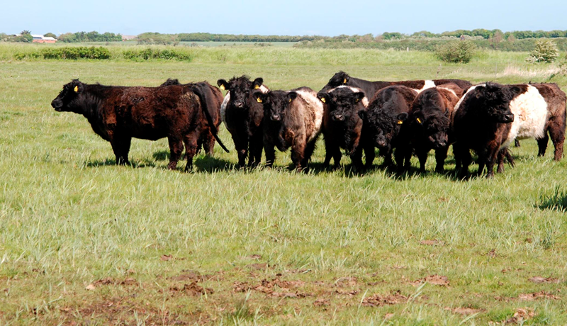 Fagþing nautgriparæktarinnar í Danmörku - fyrsti hluti