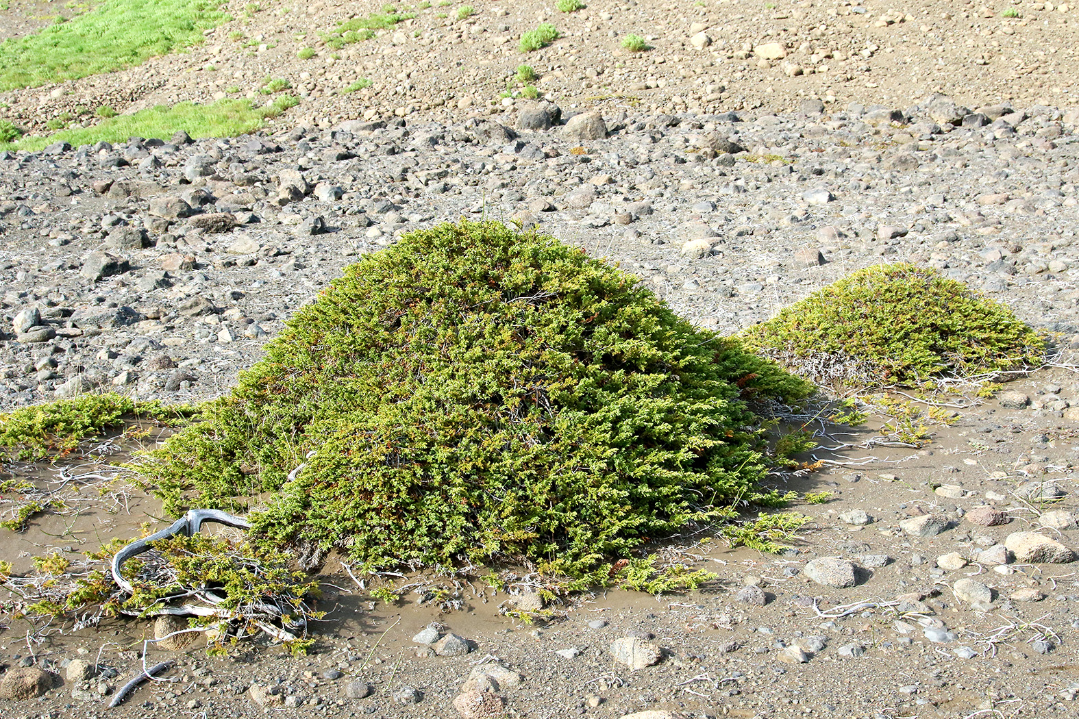 Einir (Juniperus communis)
