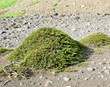 Einir (Juniperus communis)