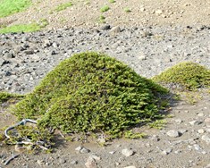 Einir (Juniperus communis)
