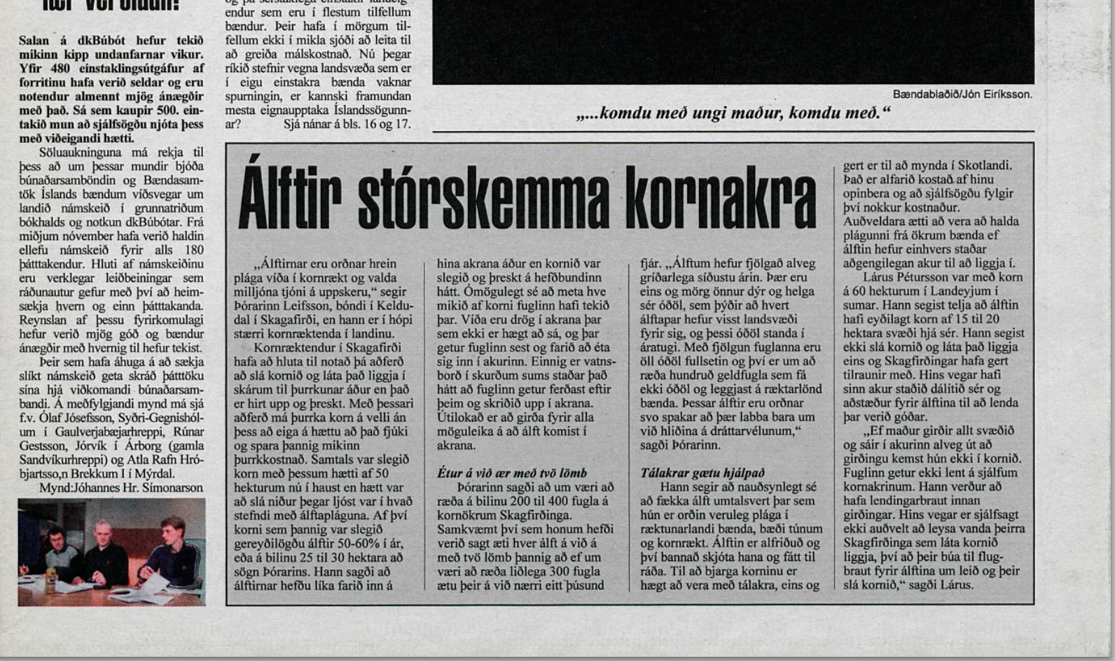 Álftir skemma kornakra