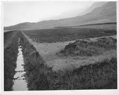Engimýri í Öxnadal sumarið 1957.