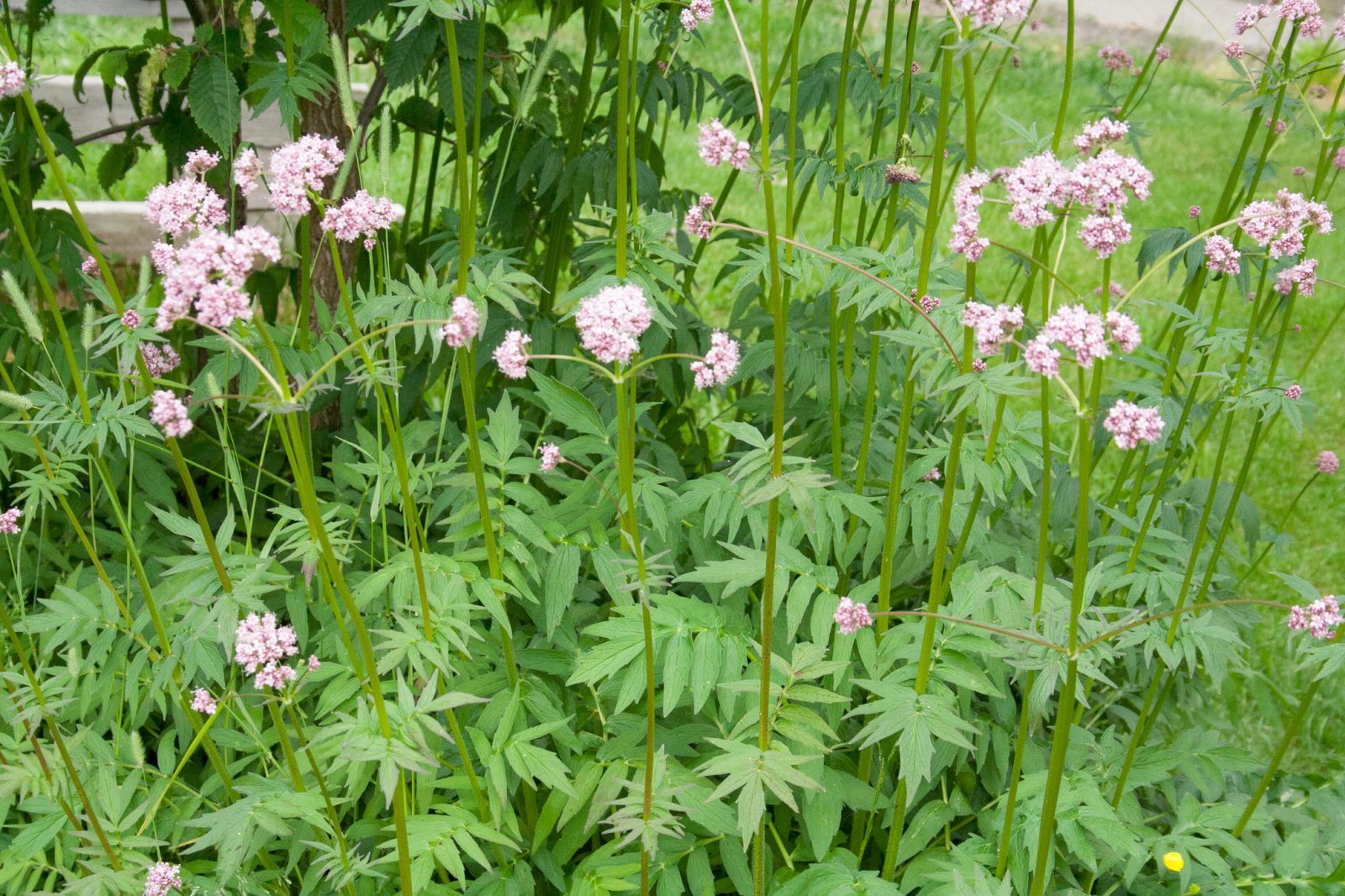 Garðabrúðan geðþekka