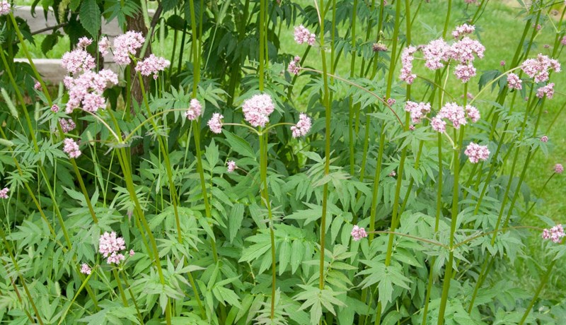 Garðabrúðan geðþekka