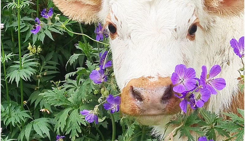 Kúabændur slógu í gegn á samfélagsmiðlun