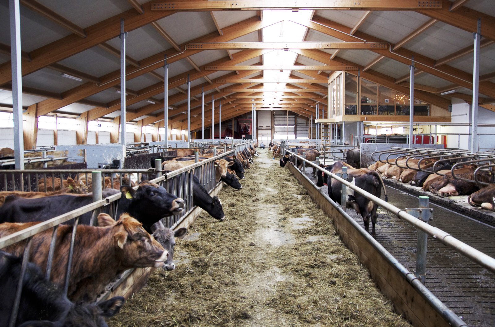 Samningaviðræður um nýja búvörusamninga