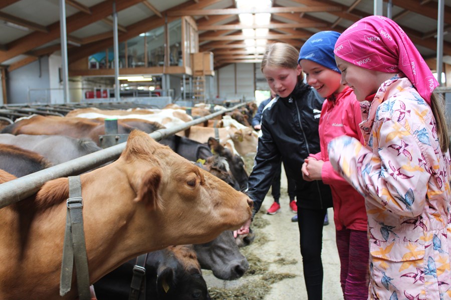 Krakkarnir úr Vísindaskóla unga fólksins heilsuðu m.a. upp á kýrnar í Garði.