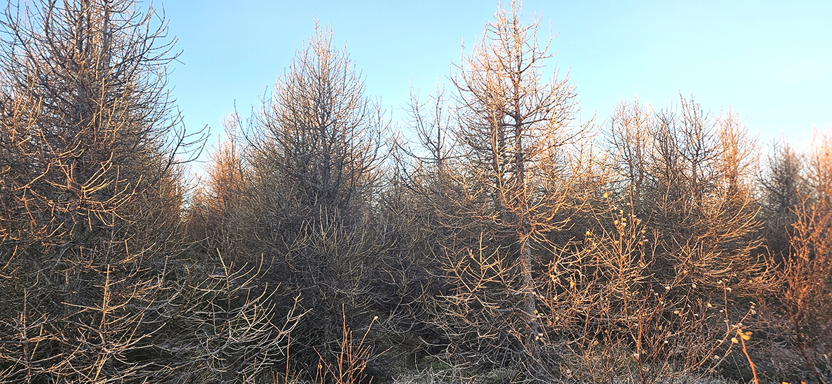 Snemmgrisjun á rússalerki í Kelduhverfi