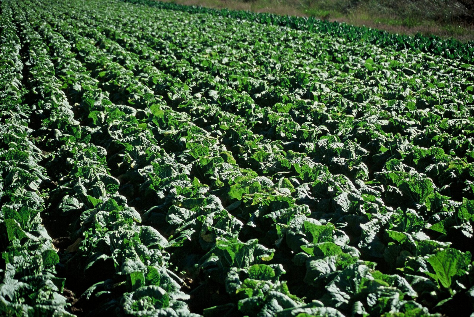 Yfir 70% ekki með gild notendaleyfi til kaupa á „plöntuverndarvörum“