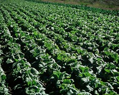 Hærra afurðaverð í útiræktun – meiri kostnaður í ylrækt