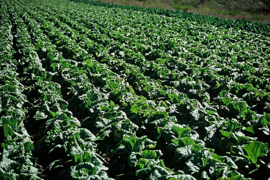 Yfir 70% ekki með gild notendaleyfi til kaupa á „plöntuverndarvörum“