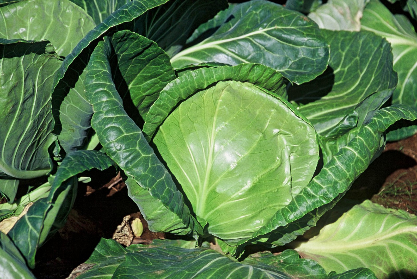 Sumarið var garðyrkjubændum gott