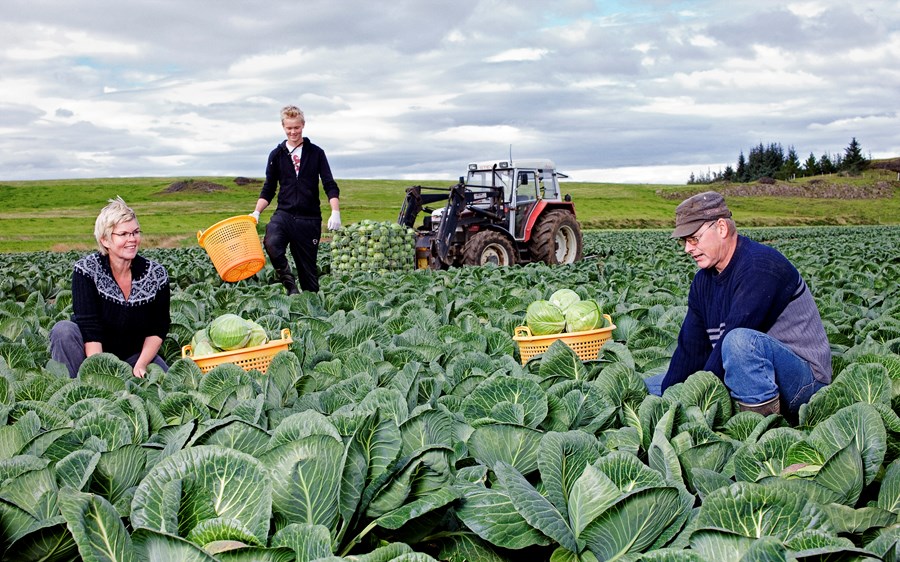 Garðyrkjubændurnir Sigrún Pálsdóttir og Þröstur Jónsson að taka upp hvítkál á góðum sumardegi.