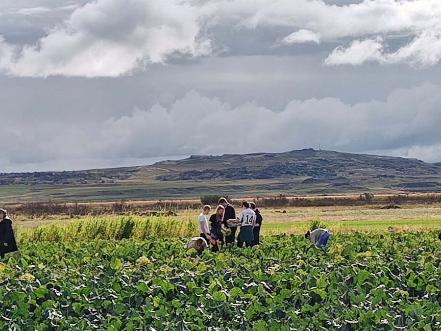 Matreiðslunemar í Menntaskólanum í Kópavogi taka upp grænmeti í uppsveitum Árnessýslu síðastliðið haust.