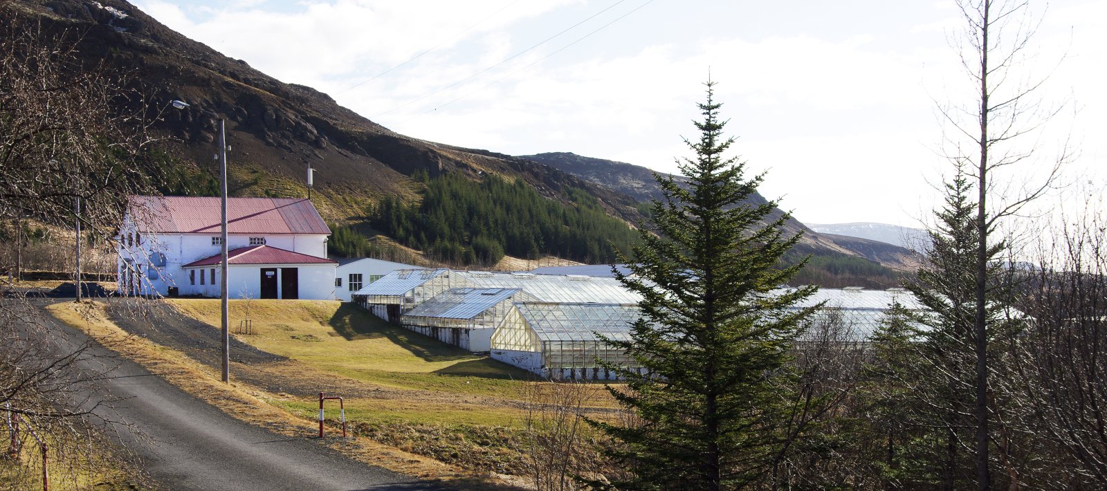 Plöntuheilbrigði í íslenskri garðyrkju