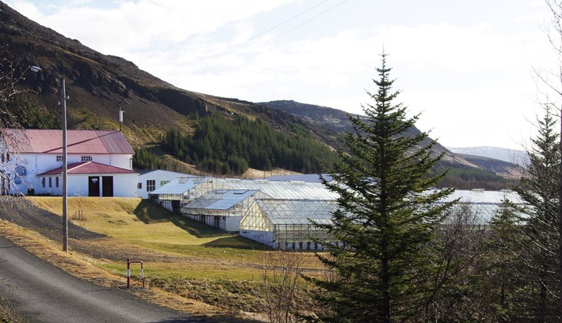 Plöntuheilbrigði í íslenskri garðyrkju