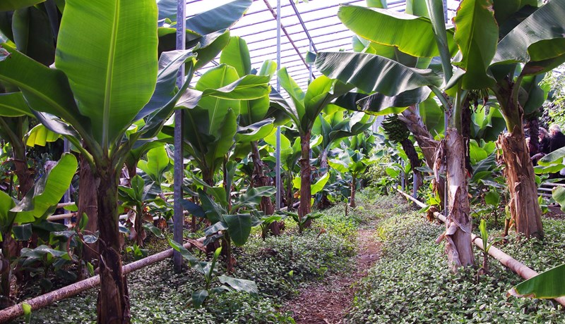 Verkmenntun í garðyrkju á tímamótum