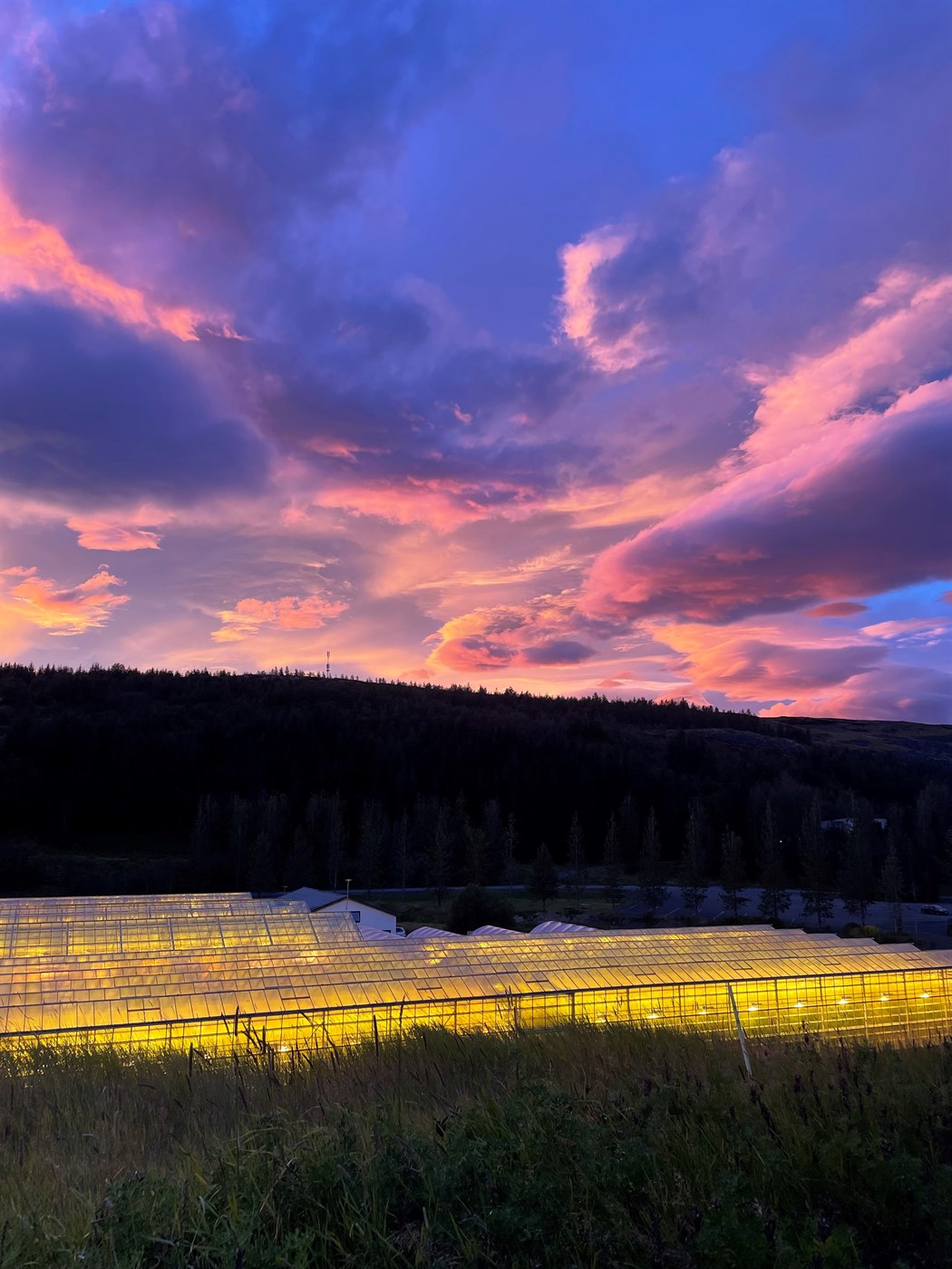 Aldarafmæli íslenskrar ylræktar 2024