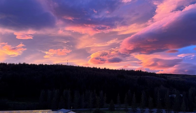 Aldarafmæli íslenskrar ylræktar 2024