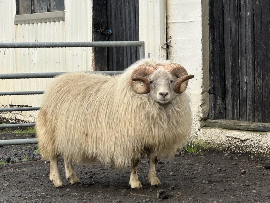 Garpur 23-746 frá Ytri-Skógum, síðar stöðvahrútur númer 23-936. Hann varð því miður bráðkvaddur á dögunum en bót í máli er að enginn stöðvahrútur er með fleiri skráðar sæðingar eftir síðasta fengitíma, eða 1.373 sæðingar.