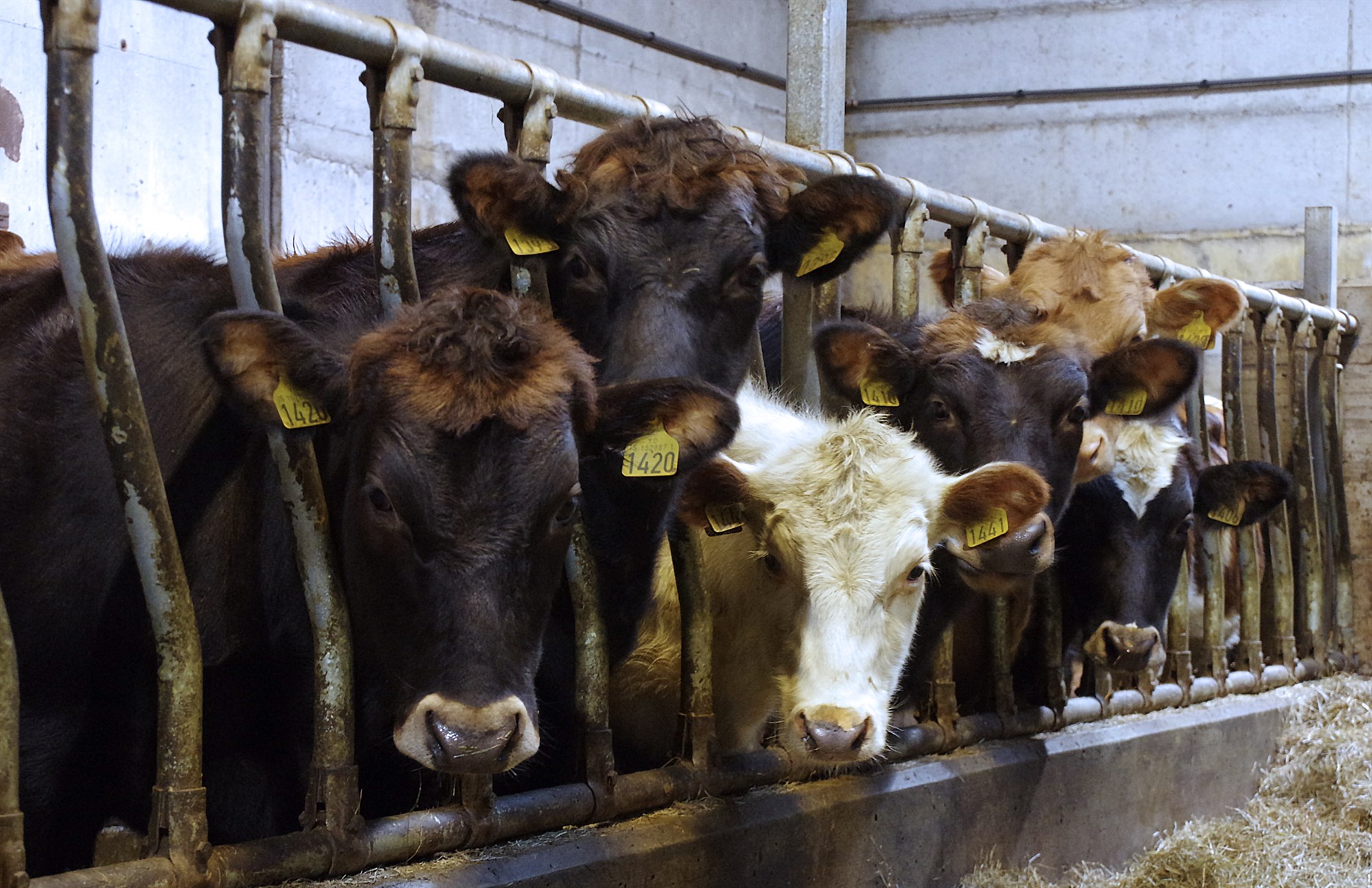 Umræðuskjal um íslenska landbúnaðarstefnu