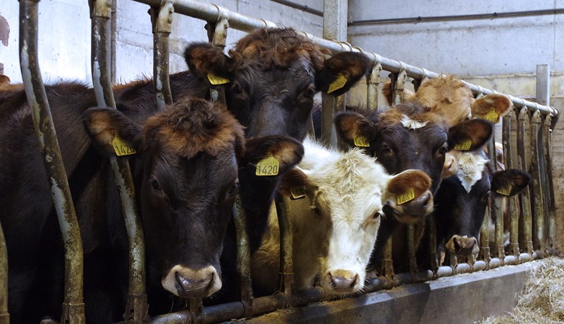 Umræðuskjal um íslenska landbúnaðarstefnu