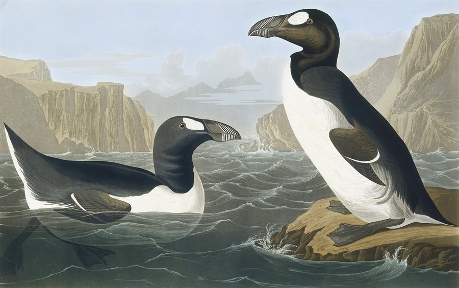 Geirfuglinn, Pinguinus impennis, var stór, um 70 sentímetra hár og fimm kílóa þungur, ófleygur fugl af stofni svartfugla