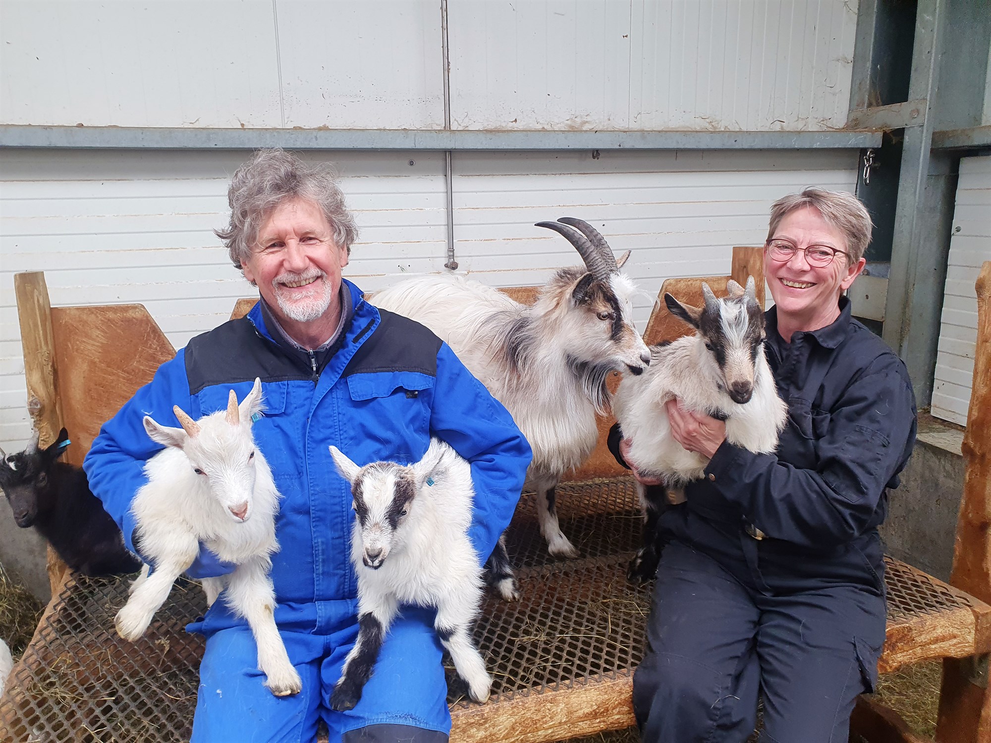 Tannlæknir og háskólaprófessor með 80 geitur í Helgafellssveit