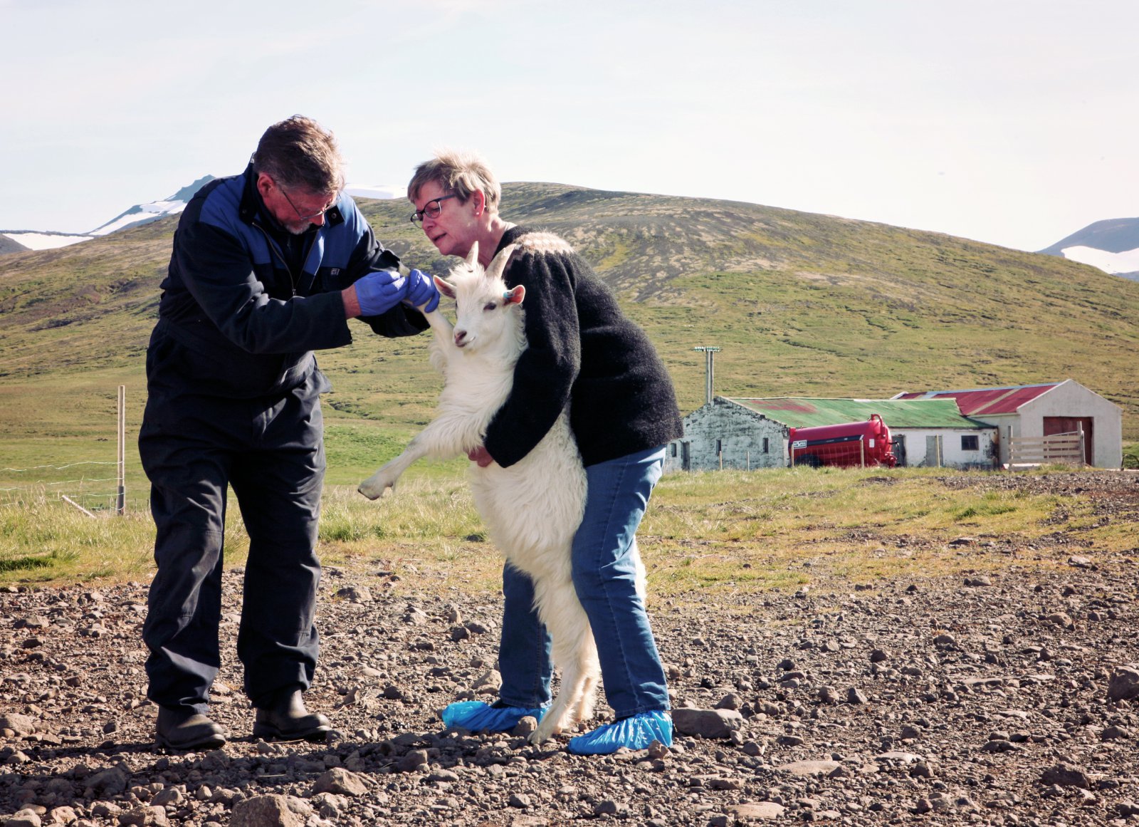 Geitaafurðir tryggja tilveru stofnsins