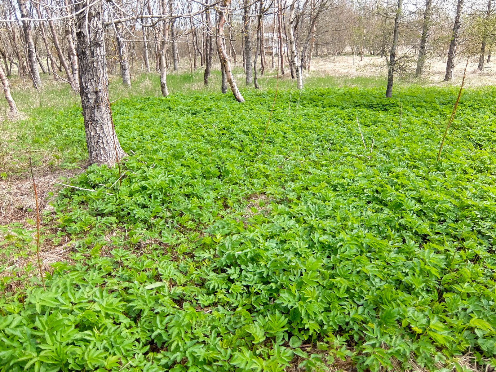 Geitakál – leitt og ljúft