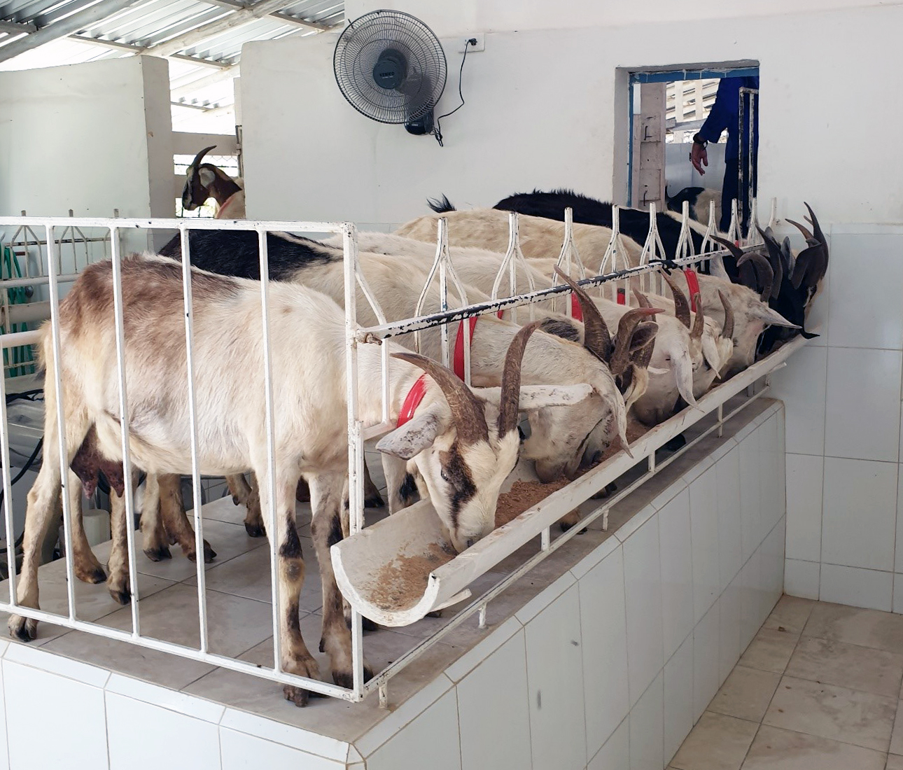 Heimaslátrun og bein markaðssetning kjötafurða á Kúbu