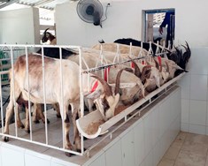 Heimaslátrun og bein markaðssetning kjötafurða á Kúbu