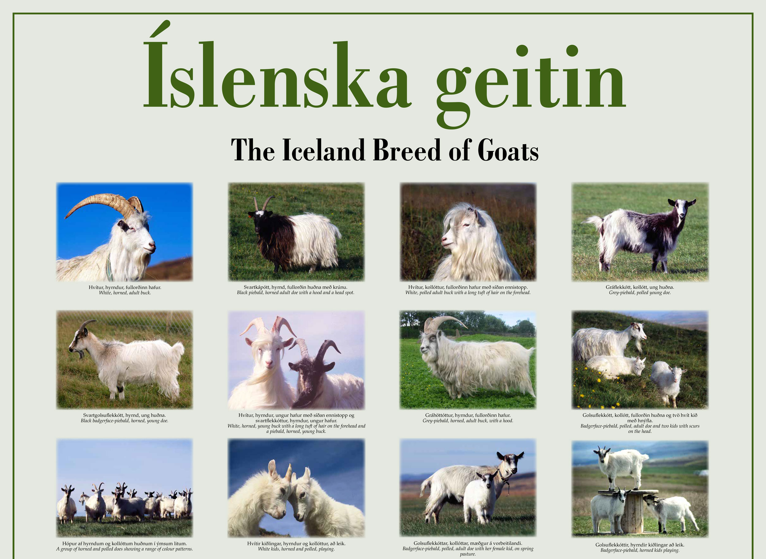 Íslenska geitin komin á veggspjald