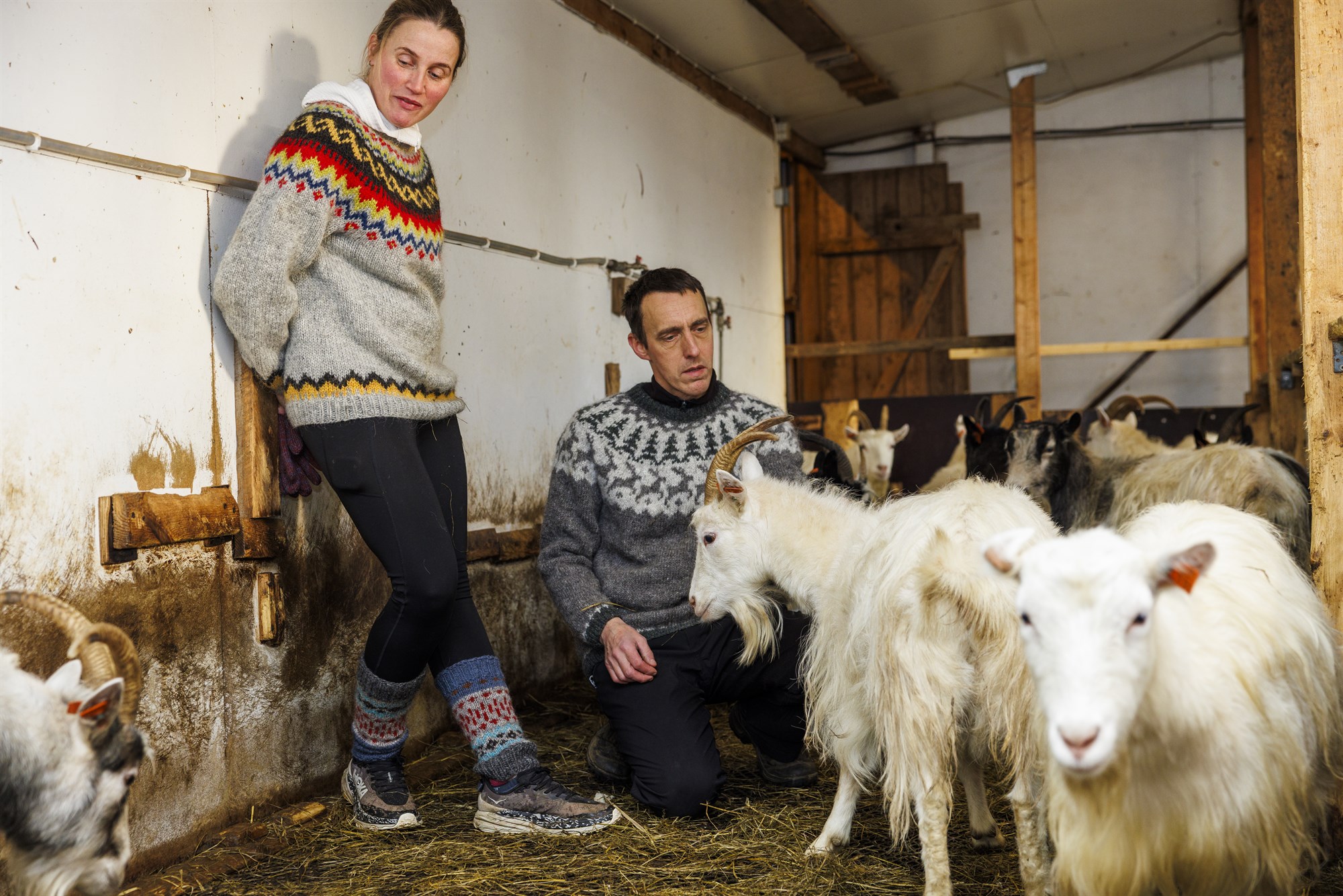 Geitastofninn var nánast horfinn