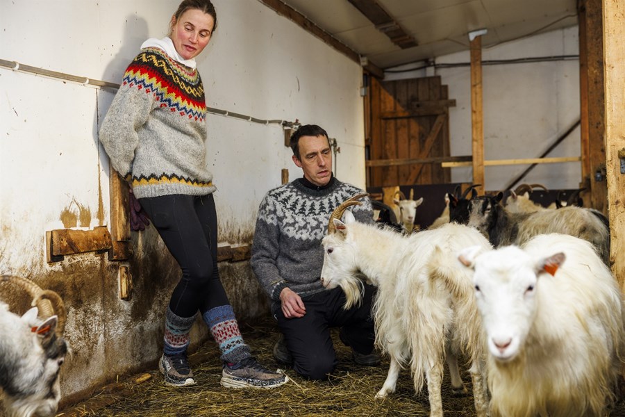 Hjónin Þorbjörg Konráðsdóttir og Hákon Bjarki Harðarson rækta geitur á Svertingsstöðum í Eyjafjarðarsveit. Hákon tók við embætti formanns deildar geitfjárbænda hjá Bændasamtökum Íslands í vor. Íslenski geitastofninn er talinn vera í útrýmingarhættu og miða mörg verkefni deildarinnar að því að tryggja stöðu tegundarinnar. 