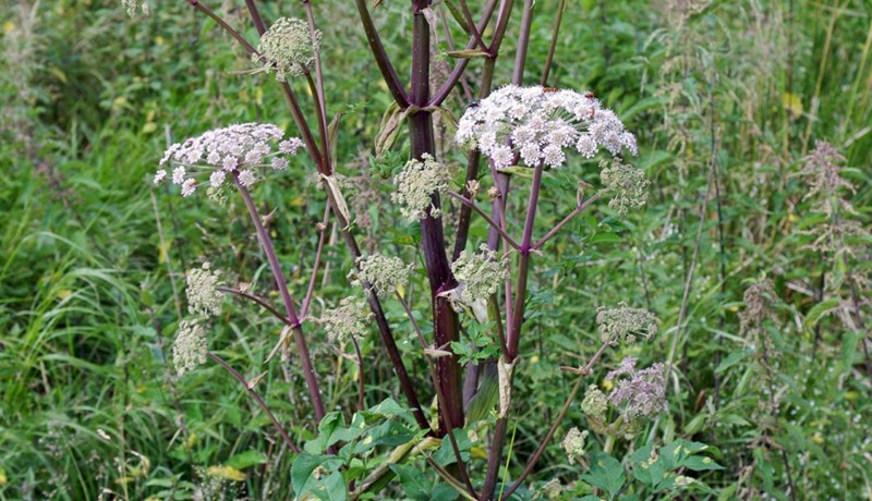 Hin misvinsæla Sveipjurtaætt – sjötta og síðasta grein