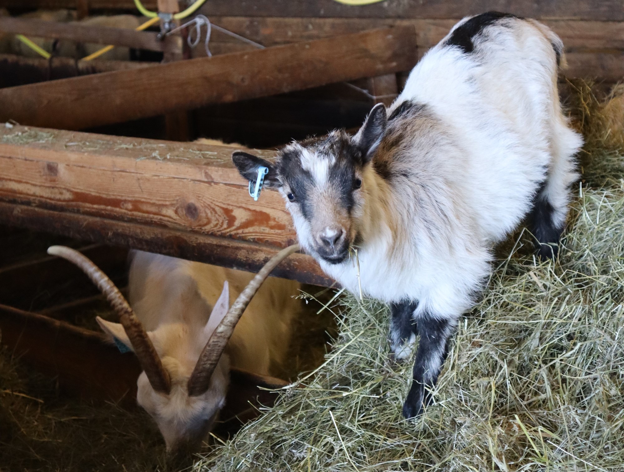 Geitur fá ekki inni í afurðastöðvum