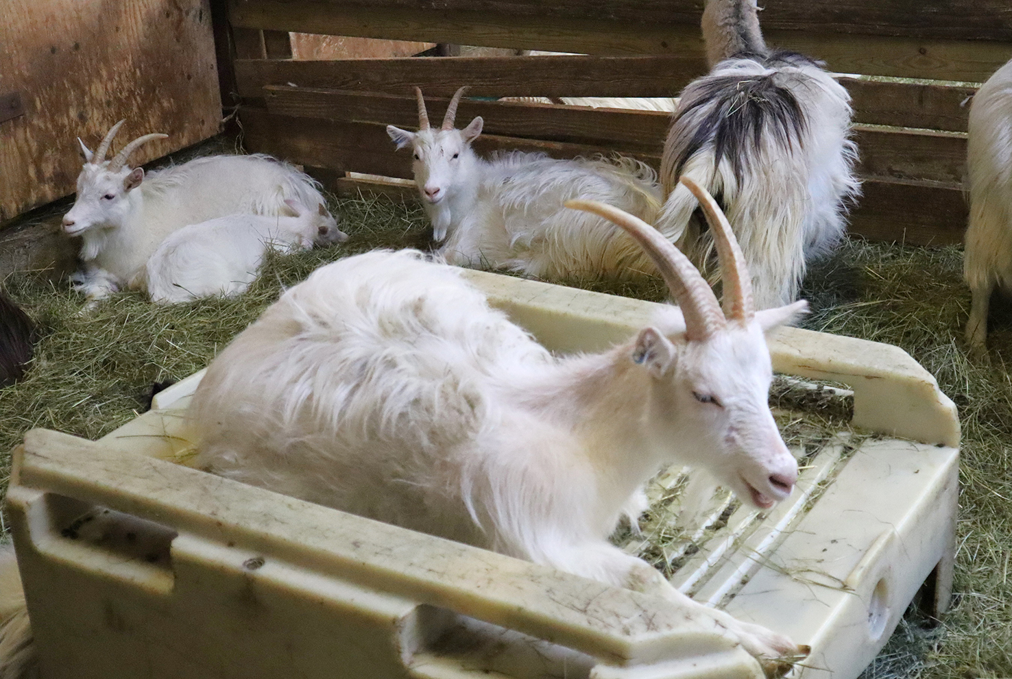 Geitur til gleði og nytja