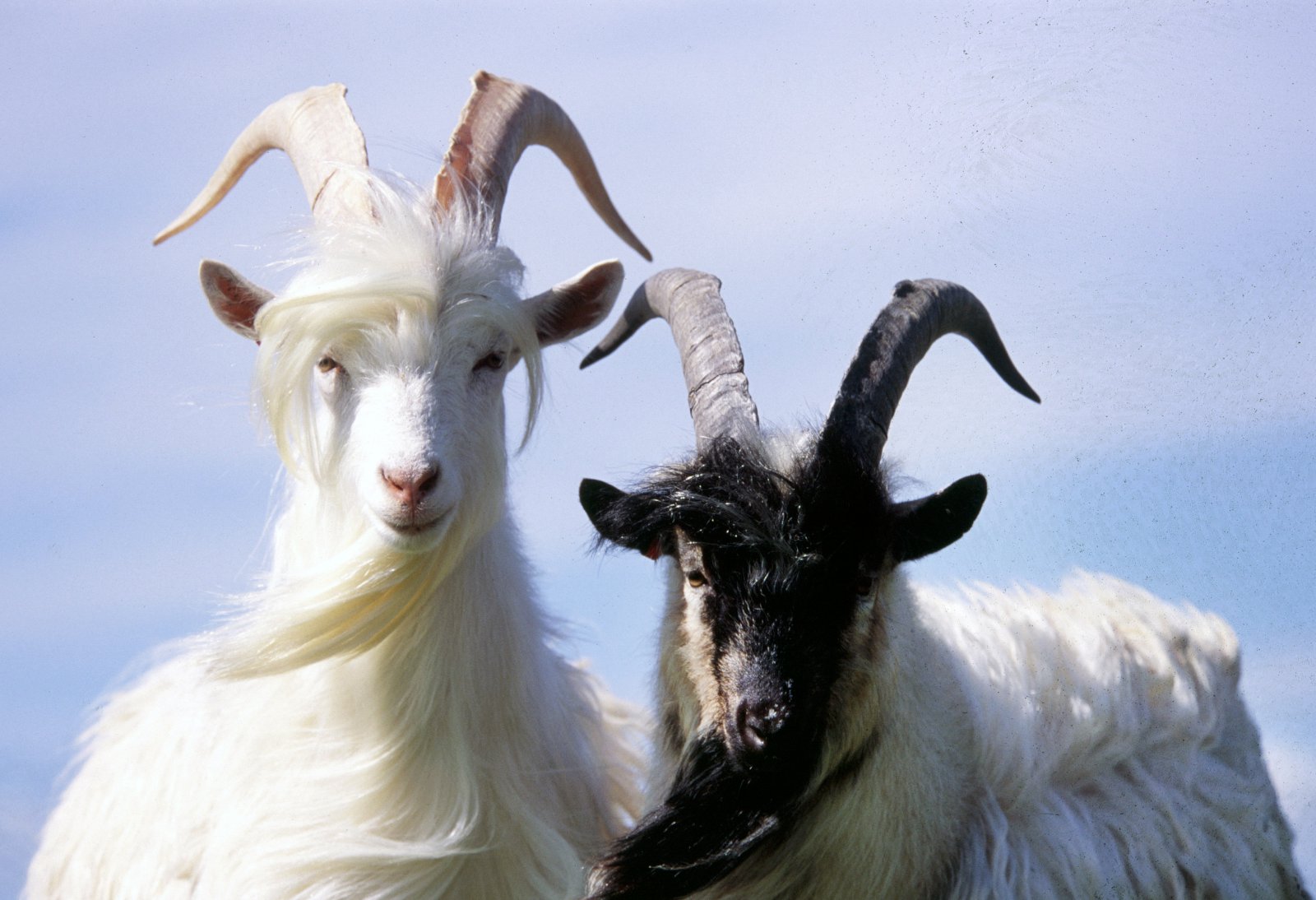 Geitur afkastameiri en eitur